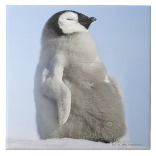 Baby Emperor Penguin Snow Hill Island Ceramic Tile