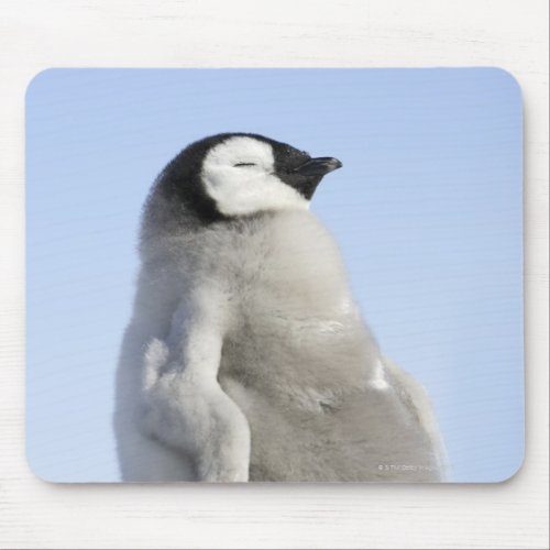 Baby Emperor Penguin Snow Hill Island Mouse Pad