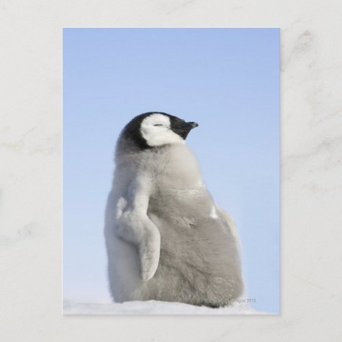 Baby Emperor Penguin Snow Hill Island Postcard