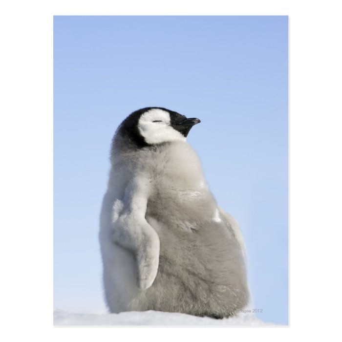 Baby Emperor Penguin, Snow Hill Island Postcards