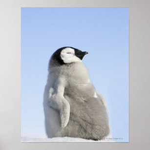 Emperor Penguins and Chick - Snow Hill Island iPhone 11 case Emperor Penguins and Chick - Snow Hill Island iPhone 11 case