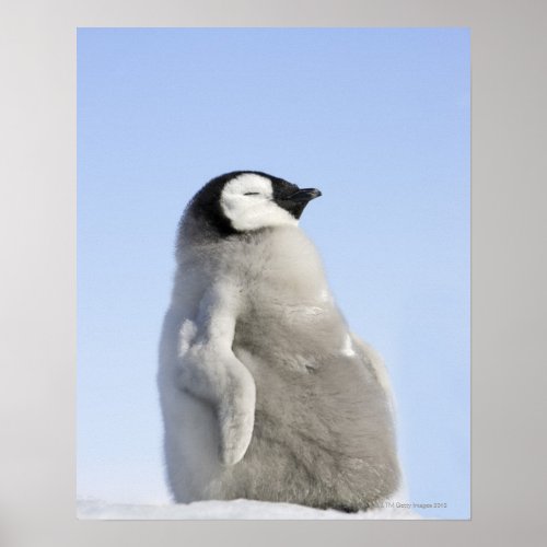 Baby Emperor Penguin Snow Hill Island Poster