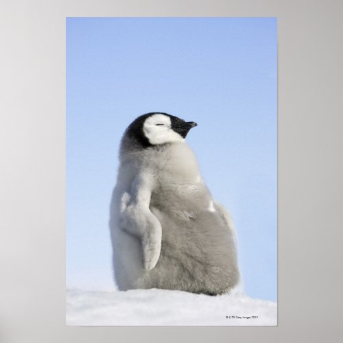 Baby Emperor Penguin Snow Hill Island Poster