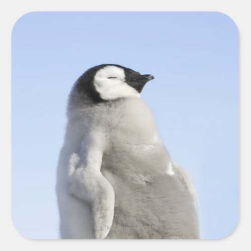 Baby Emperor Penguin Snow Hill Island Square Sticker