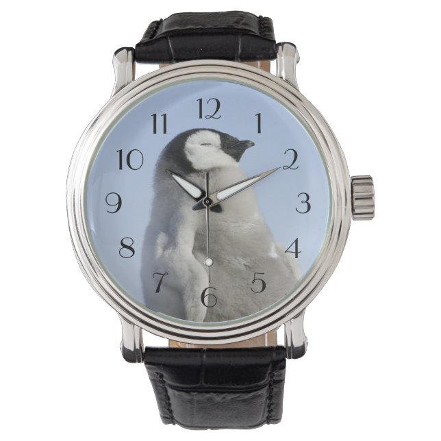 Baby Emperor Penguin, Snow Hill Island Watch (Front)