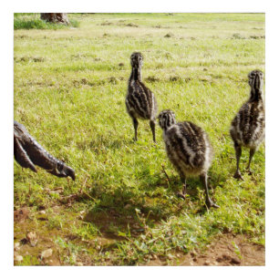 Baby Emu Chicks And Big Foot,  Acrylic Print