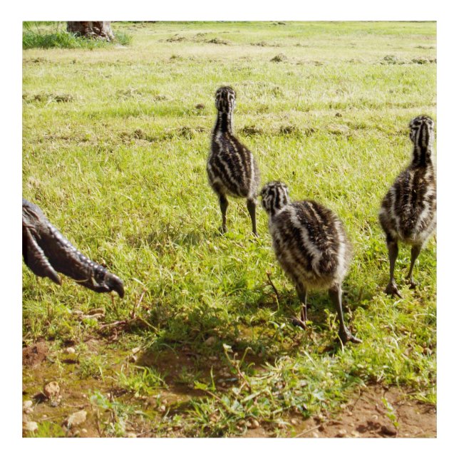 Baby Emu Chicks And Big Foot,  Acrylic Print (Front)