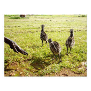 Baby Emu Chicks And Big Foot, Photo Print