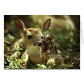 Baby Fawn (Front Horizontal)