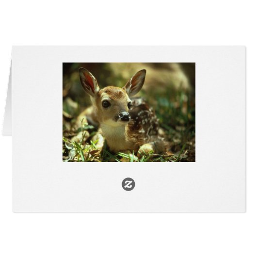 Baby Fawn (Back Horizontal)