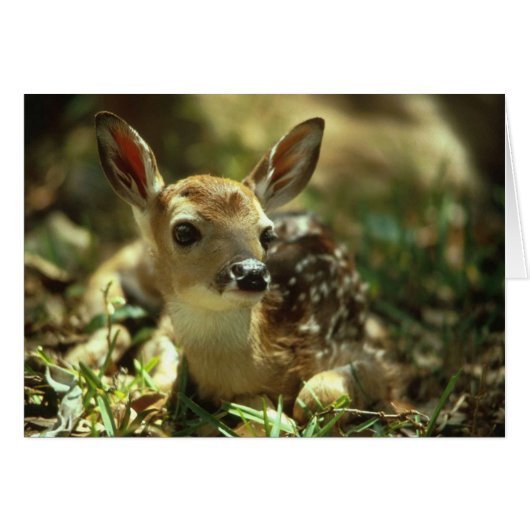 Baby Fawn Cards (Front Horizontal)