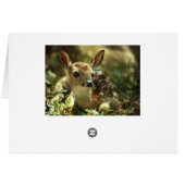 Baby Fawn Cards (Back Horizontal)