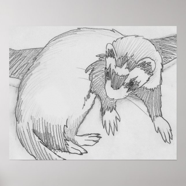 "Baby" Ferret Drawing Poster (Front)