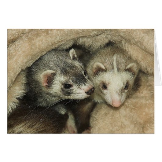 Baby Ferrets-Hobs and Jills Cards (Front Horizontal)