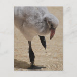 Baby Flamingo  Postcard