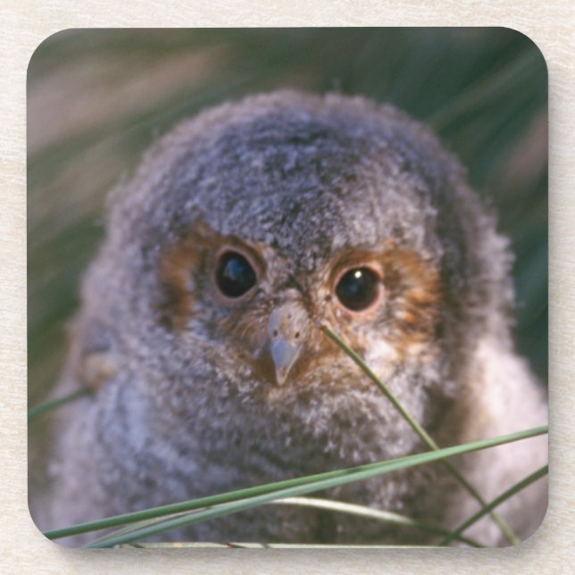 Baby Flammulated Owl Drink Coaster (Front)