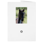 Baby foal cards (Back)