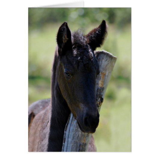 Baby foal cards (Front)