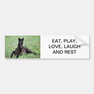 Baby foal lying in the meadow bumper sticker