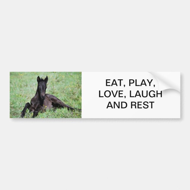 Baby foal lying in the meadow bumper sticker (Front)