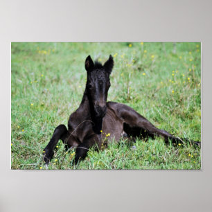 Baby foal lying in the meadow poster