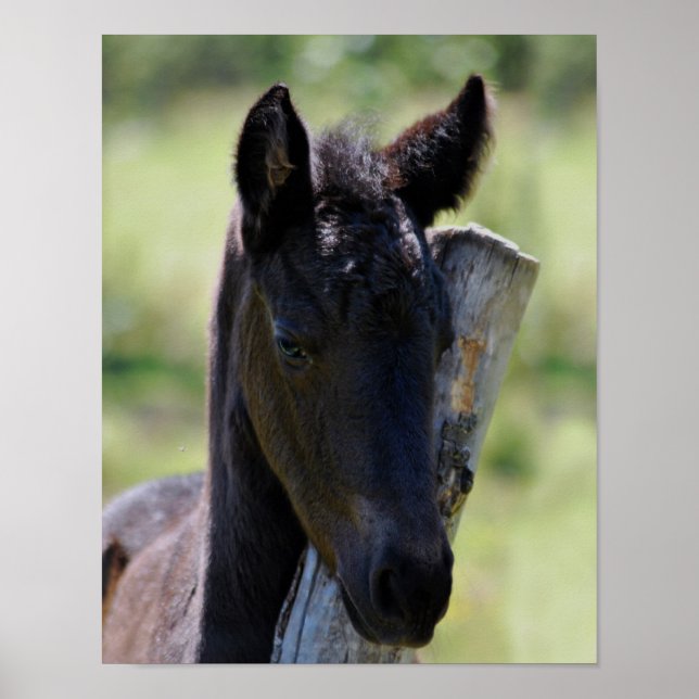 Baby foal poster (Front)