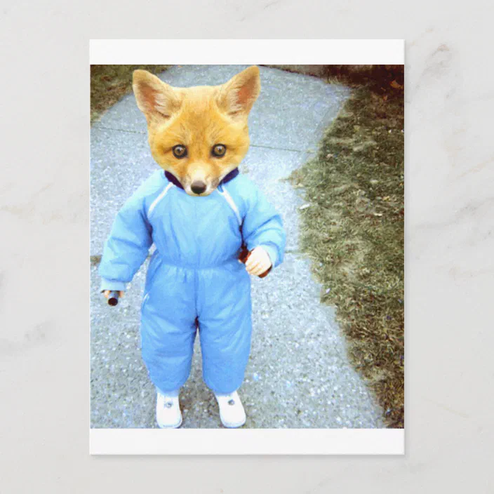 Download Baby Fox Postcard Zazzle Com