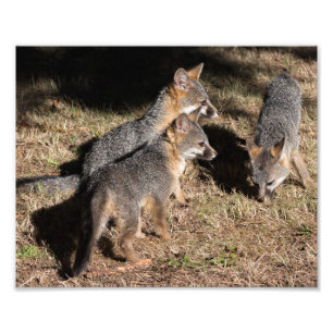 Baby Foxes Photo Print