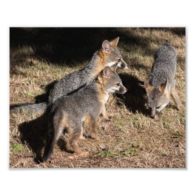 Baby Foxes Photo Print (Front)