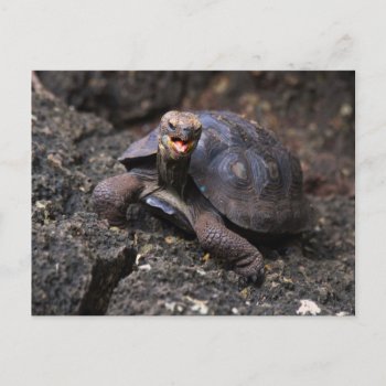 Baby Galapagos Giant Tortoise Postcard by catherinesherman at Zazzle