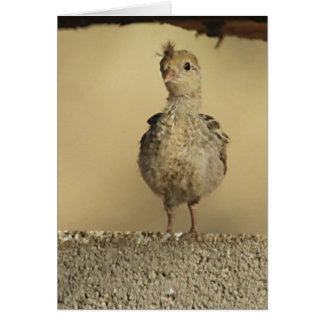 Baby Gambel's Quail Cards