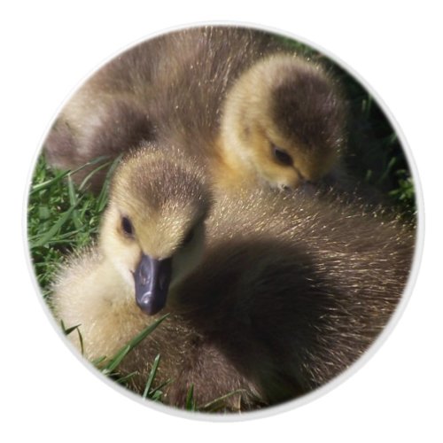 Baby Geese Gosling Birds Wildlife Animal Knob