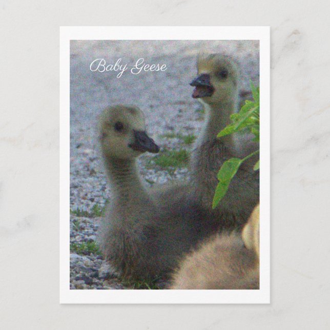 Baby Geese Photo Postcard (Front)