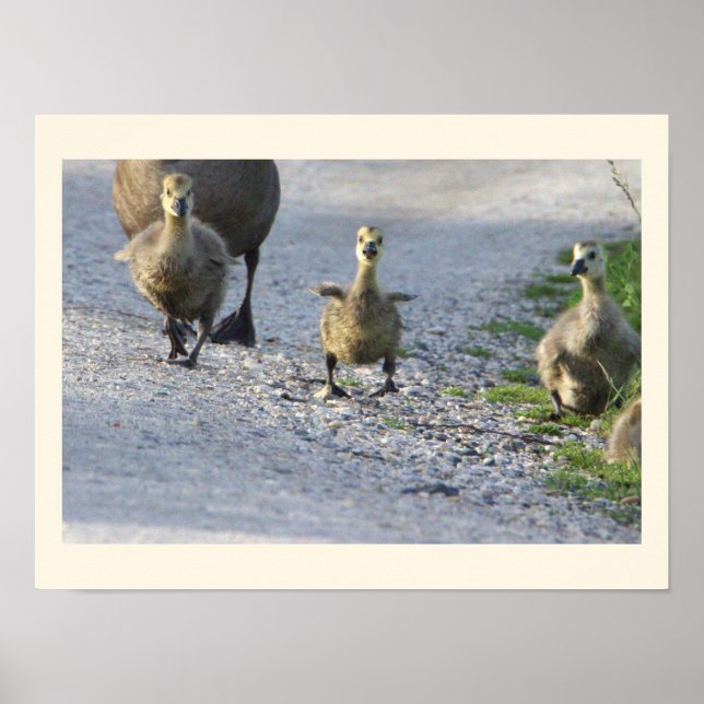 Baby Geese Photo Poster (Front)