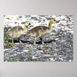 Baby Geese Poster