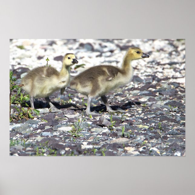 Baby Geese Poster (Front)