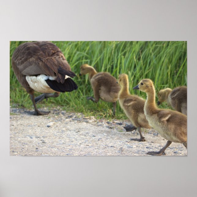 Baby Geese Poster (Front)