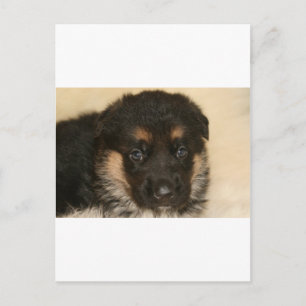 Baby German Shepherd Puppy "Khloe" Postcard