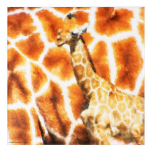 Baby Giraffe Acrylic Print