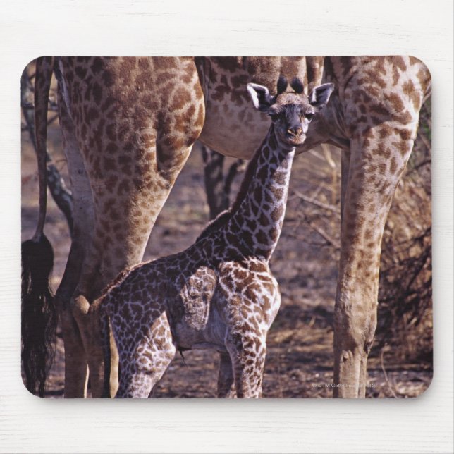 Baby giraffe and mother, Tanzania Mouse Pad (Front)