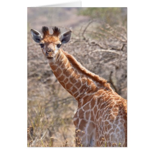 Baby Giraffe Cards (Front)