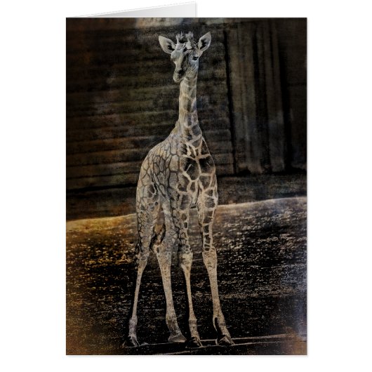 Baby Giraffe Cards (Front)