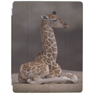 Baby Giraffe iPad Cover (all models)