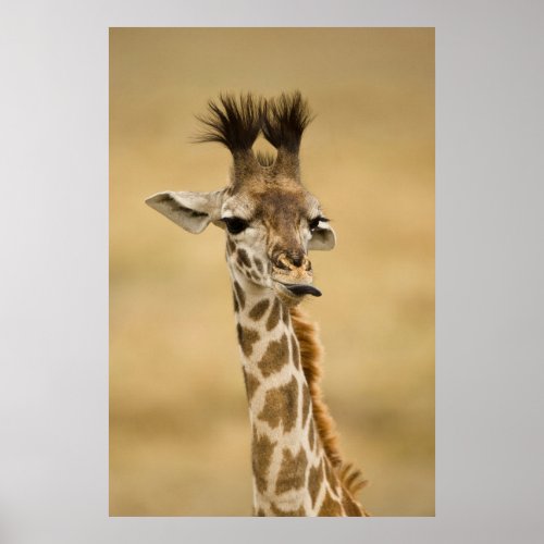 Baby Giraffe Licking its Lips Poster