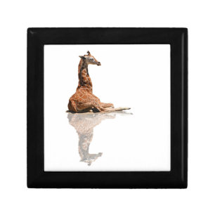 BABY GIRAFFE ON WHITE GIFT BOX