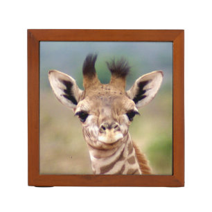 Baby giraffe picture, Kenya, Africa Pencil/Pen Holder