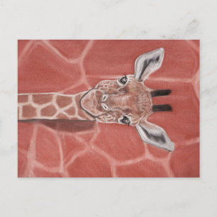 Baby Giraffe Postcard