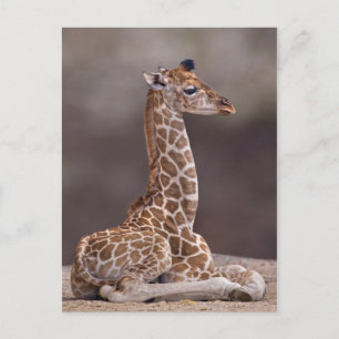 Baby Giraffe Postcard