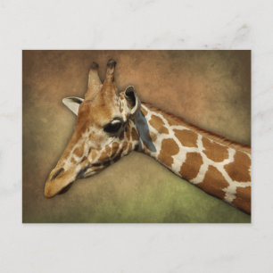 Baby Giraffe Postcard