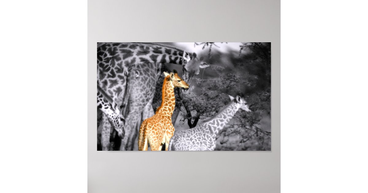 Baby Giraffe Poster | Zazzle